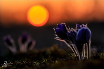 1_RHO_0100_Blumen_Graeser_7929