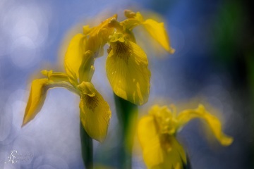 1_RHO_0102_Blumen_Graeser_5162