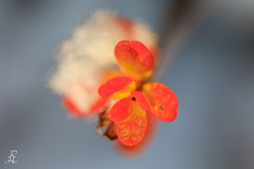 1_RHO_0103_Blumen_Graeser_4873