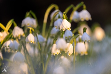 1_RHO_0105_Blumen_Graeser_1946