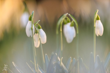 1_RHO_0107_Blumen_Graeser_1966