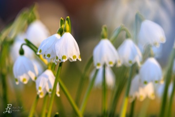 1_RHO_0108_Blumen_Graeser_1971