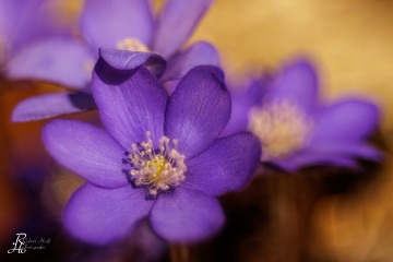 1_RHO_0109_Blumen_Graeser_0174