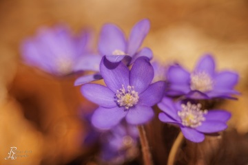 1_RHO_0110_Blumen_Graeser_0178