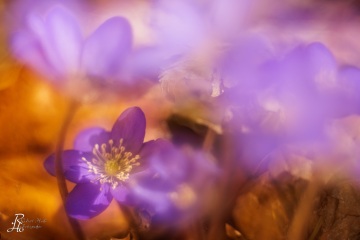 1_RHO_0111_Blumen_Graeser_0192