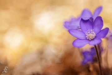 1_RHO_0112_Blumen_Graeser_0210