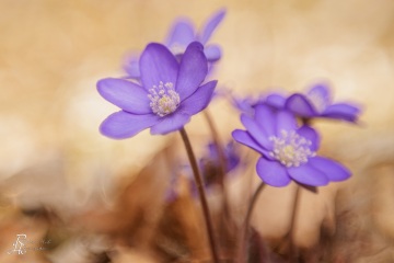 1_RHO_0113_Blumen_Graeser_0225