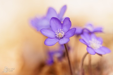 1_RHO_0114_Blumen_Graeser_0231