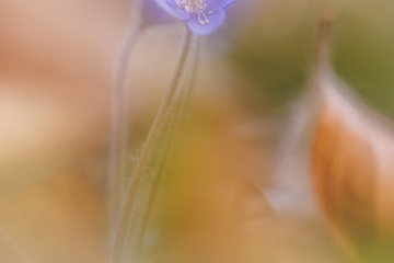 1_RHO_0115_Blumen_Graeser_0044