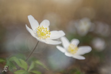 1_RHO_0116_Blumen_Graeser_1608