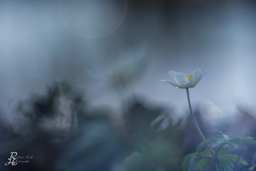 1_RHO_0117_Blumen_Graeser_1679