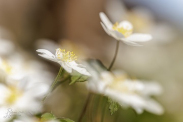 1_RHO_0118_Blumen_Graeser_2024