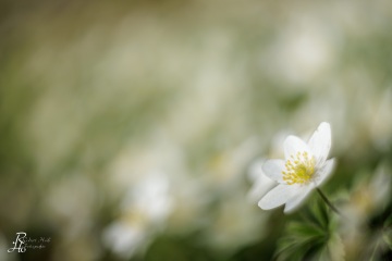 1_RHO_0119_Blumen_Graeser_2096