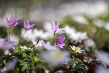 1_RHO_0120_Blumen_Graeser_2220