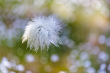 1_RHO_0121_Blumen_Graeser_8825