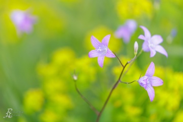 1_RHO_0122_Blumen_Graeser_9390