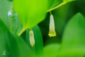 1_RHO_0125_Blumen_Graeser_0245