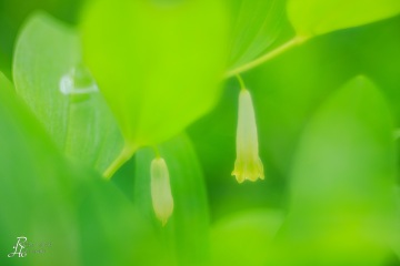 1_RHO_0126_Blumen_Graeser_0248