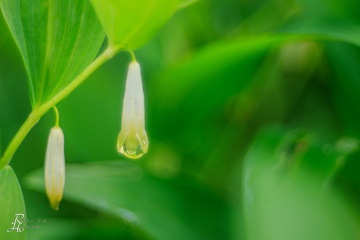 1_RHO_0127_Blumen_Graeser_0258