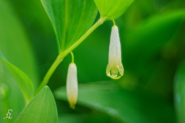 1_RHO_0128_Blumen_Graeser_0262