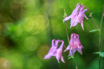 1_RHO_0129_Blumen_Graeser_0283