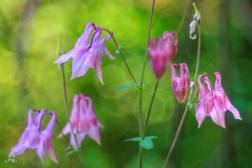 1_RHO_0130_Blumen_Graeser_0304