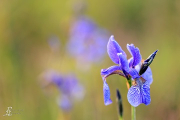 1_RHO_0131_Blumen_Graeser_0455