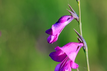 1_RHO_0132_Blumen_Graeser_0596