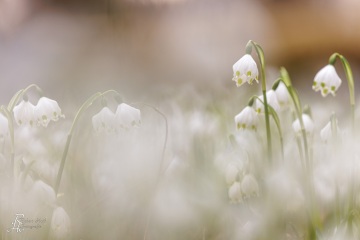 1_RHO_0133_Blumen_Graeser_9065