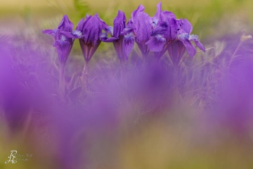 1_RHO_0134_Blumen_Graeser_3711