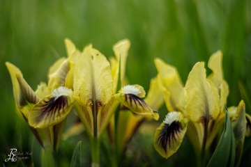 1_RHO_0135_Blumen_Graeser_3771