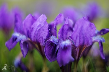 1_RHO_0137_Blumen_Graeser_3785