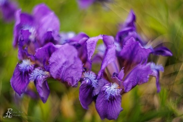 1_RHO_0138_Blumen_Graeser_3803
