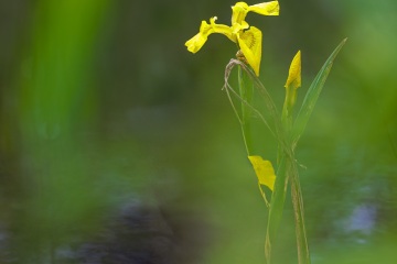 1_RHO_0141_Blumen_Graeser_0458