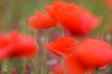 1_RHO_0142_Blumen_Graeser_0591