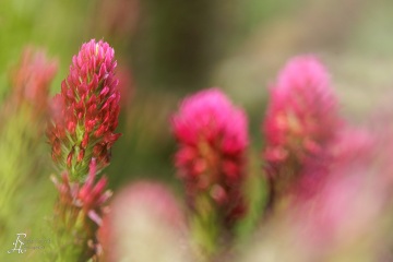 1_RHO_0143_Blumen_Graeser_0698