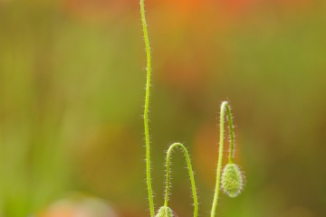 1_RHO_0144_Blumen_Graeser_0843