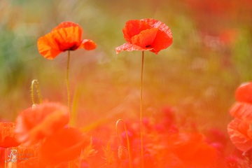 1_RHO_0145_Blumen_Graeser_0882