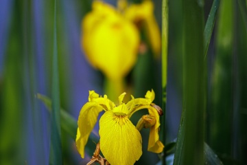 3_RHO_0123_Blumen_Graeser_0009