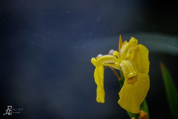 3_RHO_0124_Blumen_Graeser_0027