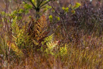 RHO_0009_Farne_Moose_8408