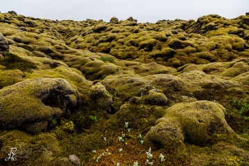 RHO_0021_Farne_Moose_8453
