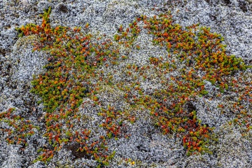 RHO_0028_Farne_Moose_3983