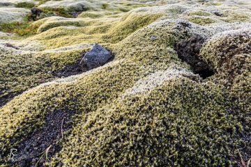 RHO_0067_Farne_Moose_6485
