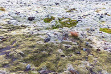 RHO_0068_Farne_Moose_6494