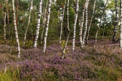 04 Unter_Birken