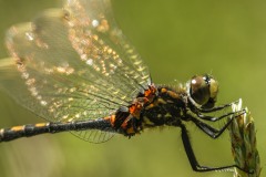 05 Kleine Moosjungfer