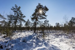 23  Winterland 