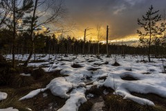 27 Winter im Moor