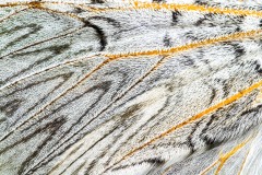 34 Fluegel Gabelschwanz